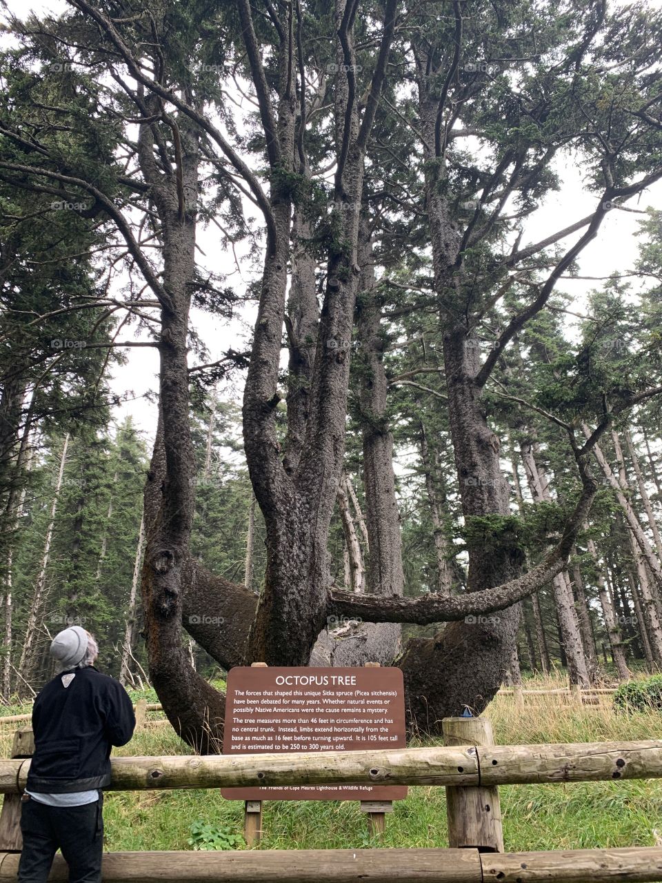 Octopus tree discovered while hiking 