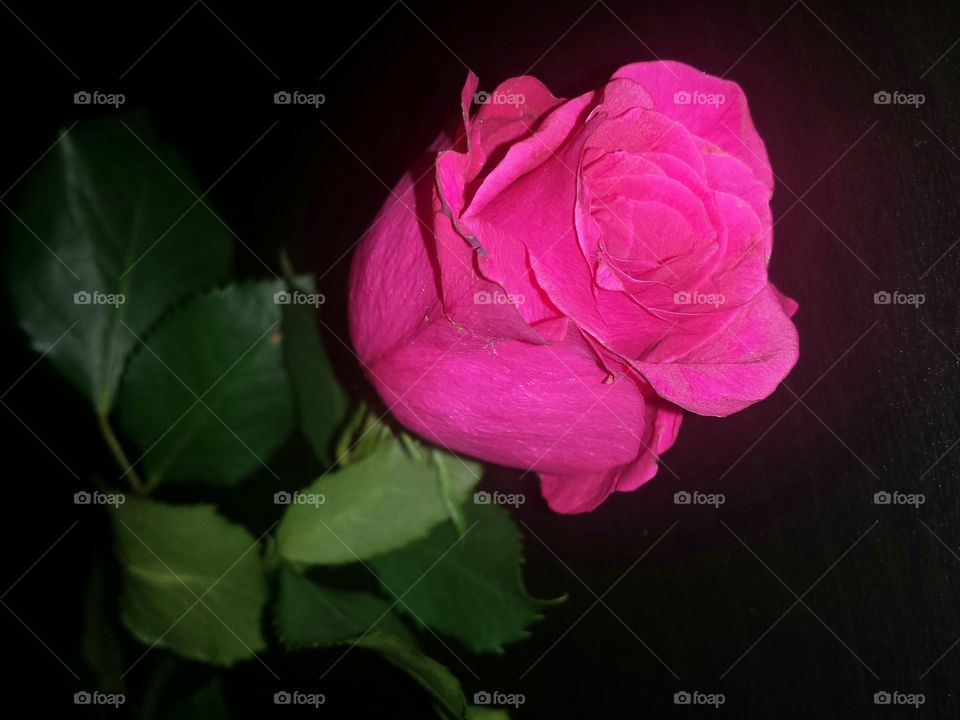 pink rose in macro