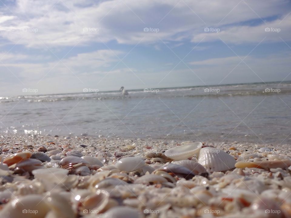 Shells beach