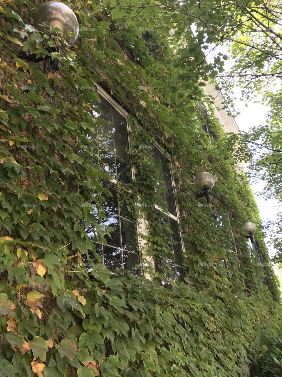 Leaf wall