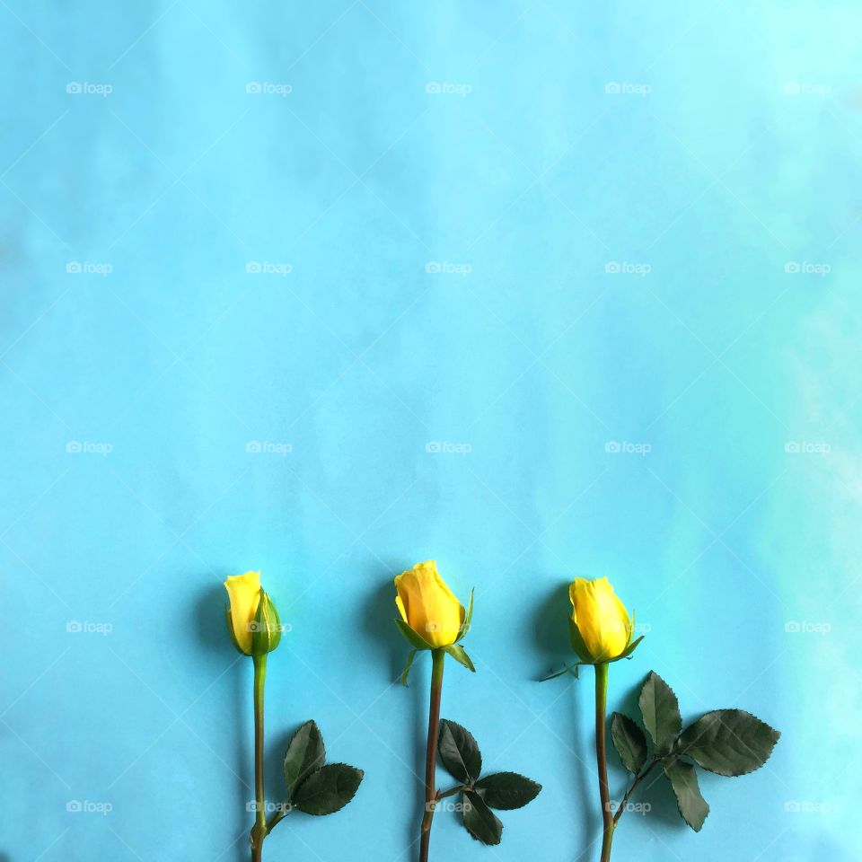 3 yellow roses on blue background