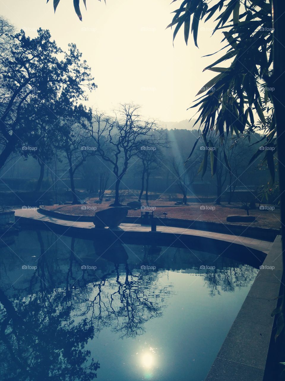 Tree, No Person, Water, Dawn, Landscape