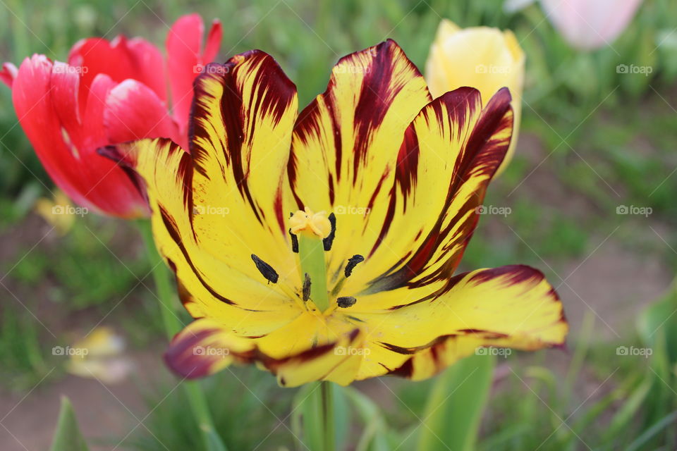 Yellow red tulip