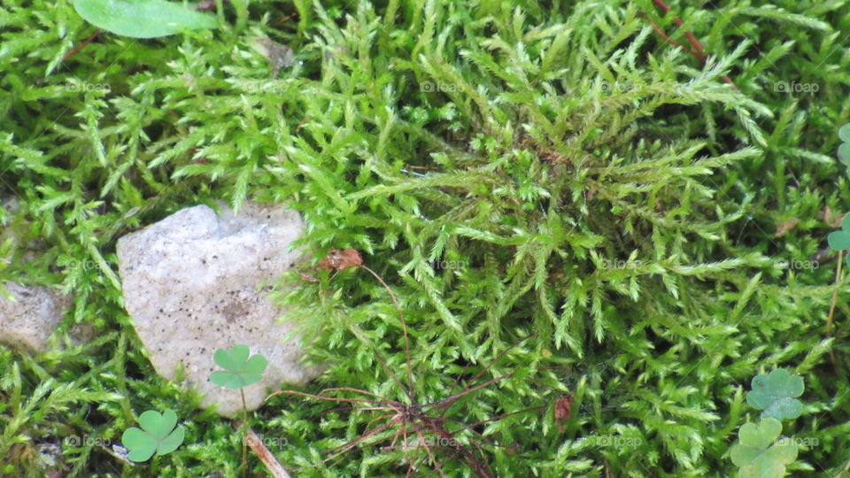 Flora, Leaf, Growth, Nature, Grass