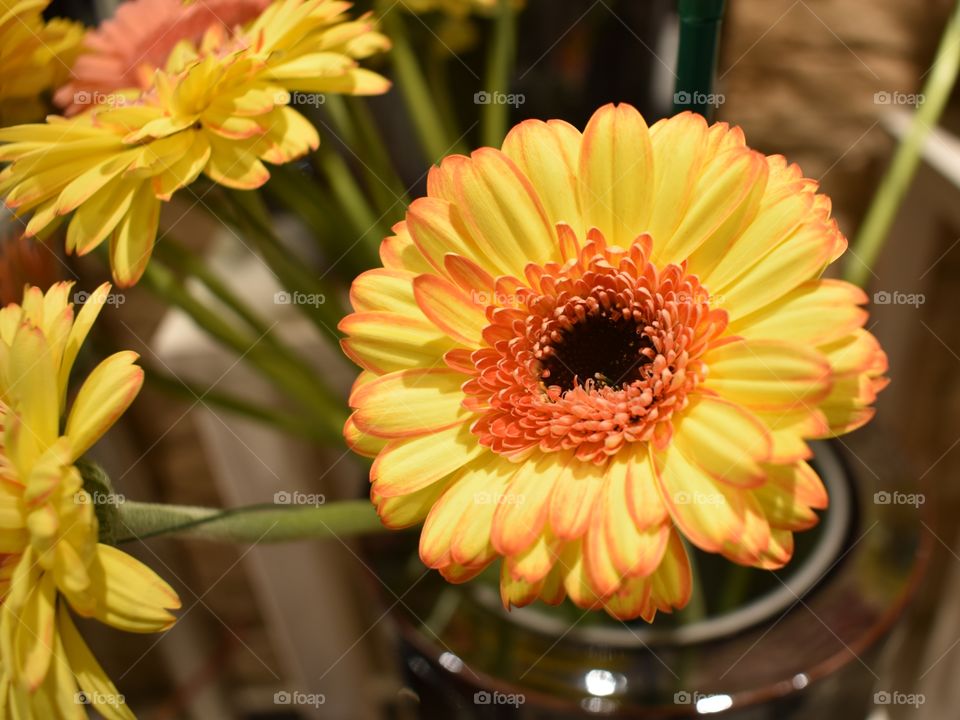 closeup of yellow gerberas in a glass vase