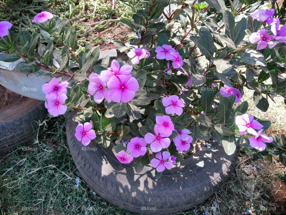 My flower on the tire