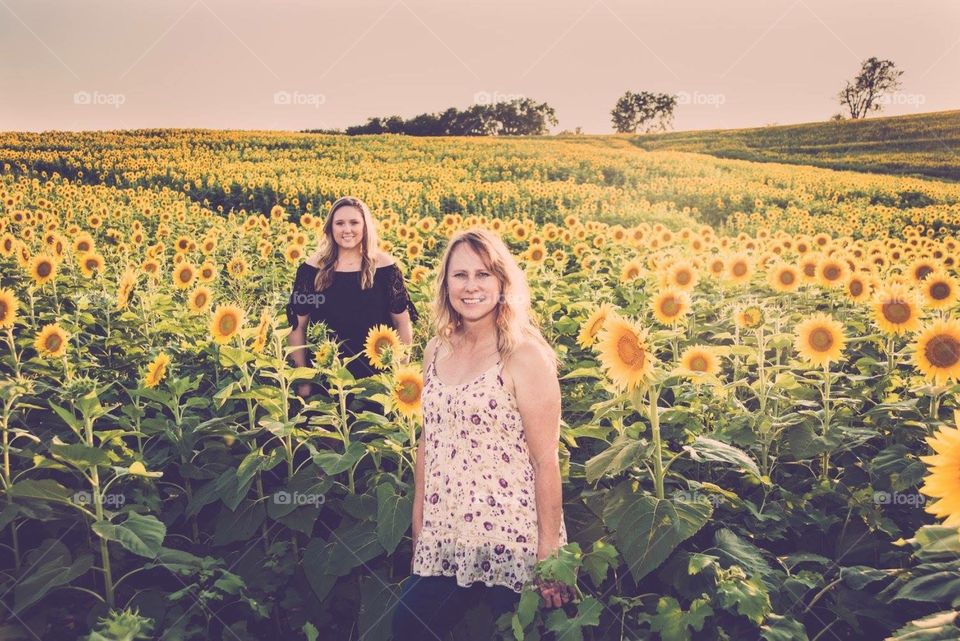 Sunflower fields