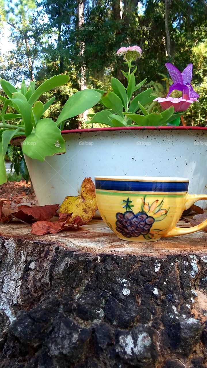 first signs of autumn in the garden