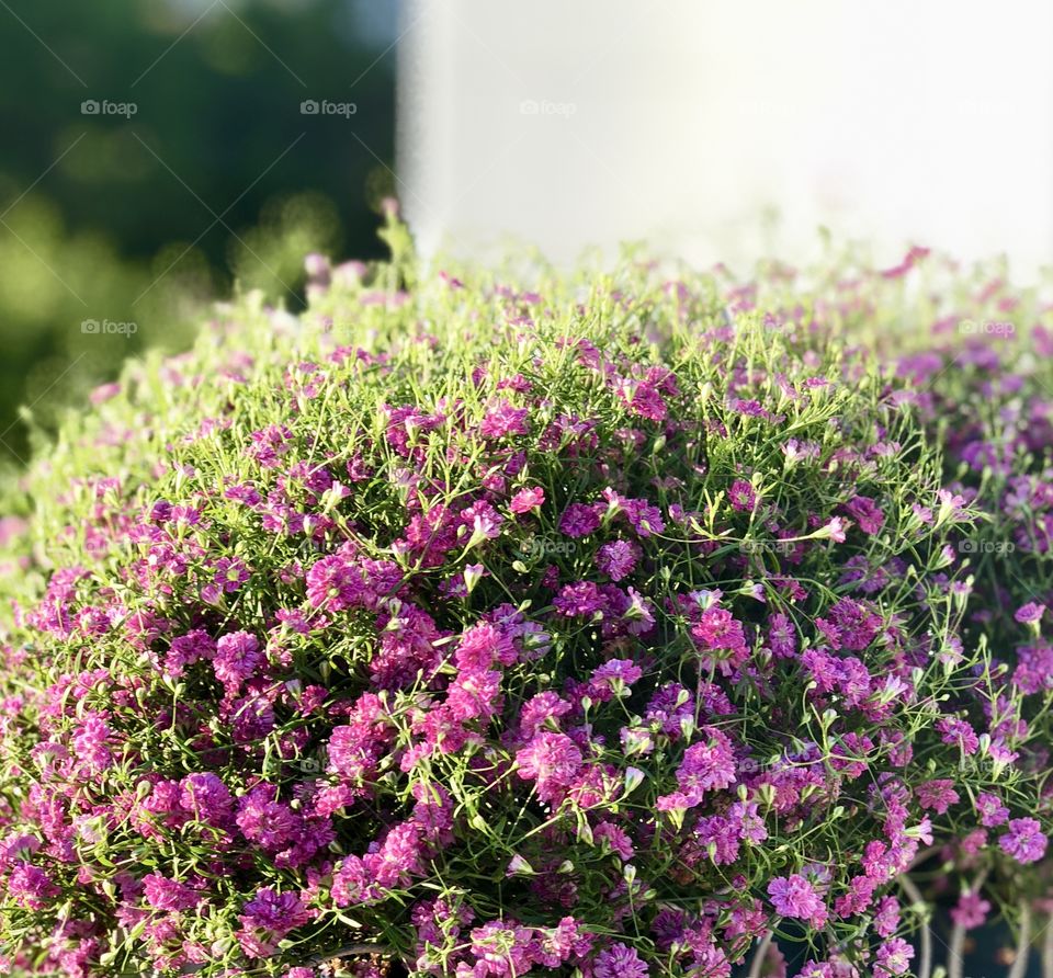 Pink / Purple summer flowers 