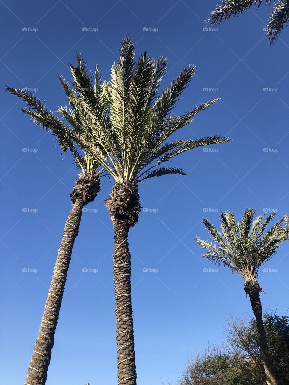 Palm