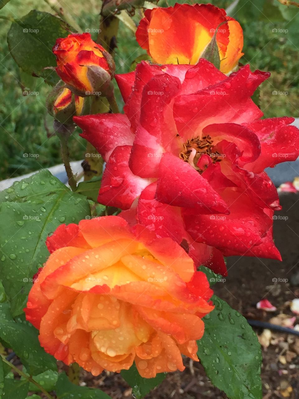 Sunburst rose