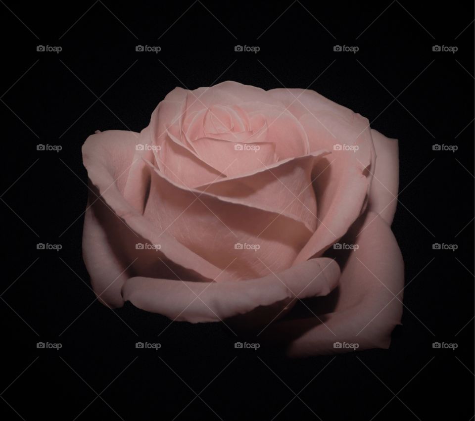 Rose Portrait 