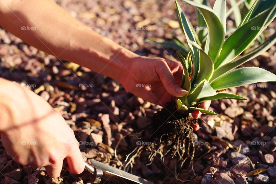 Planting Agave in the yard.