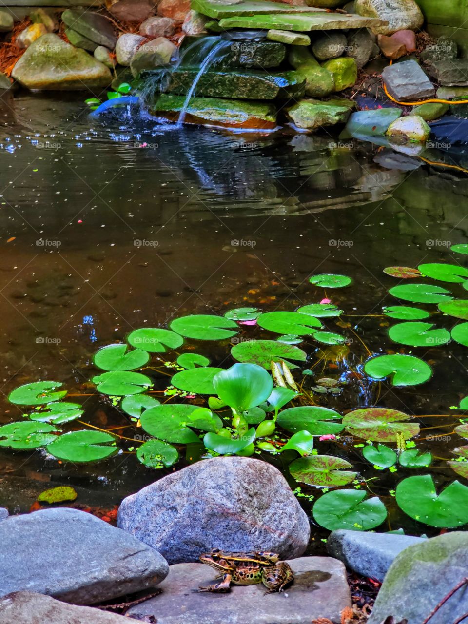 frog by backyard waterfall