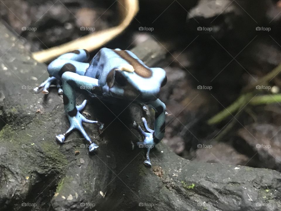 Blue poison dart frog
