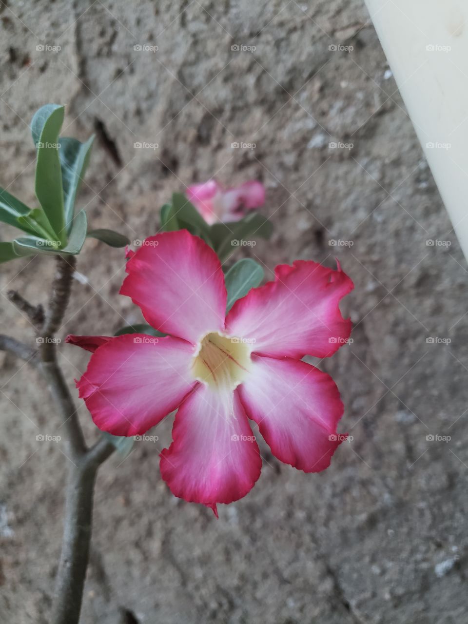 Desert Rose