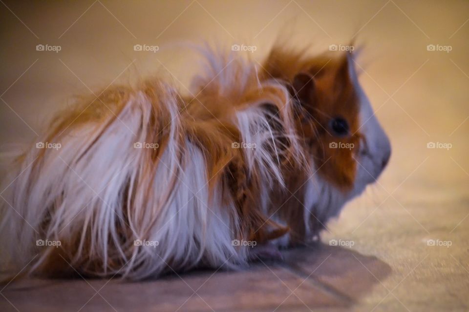 Guinea pig