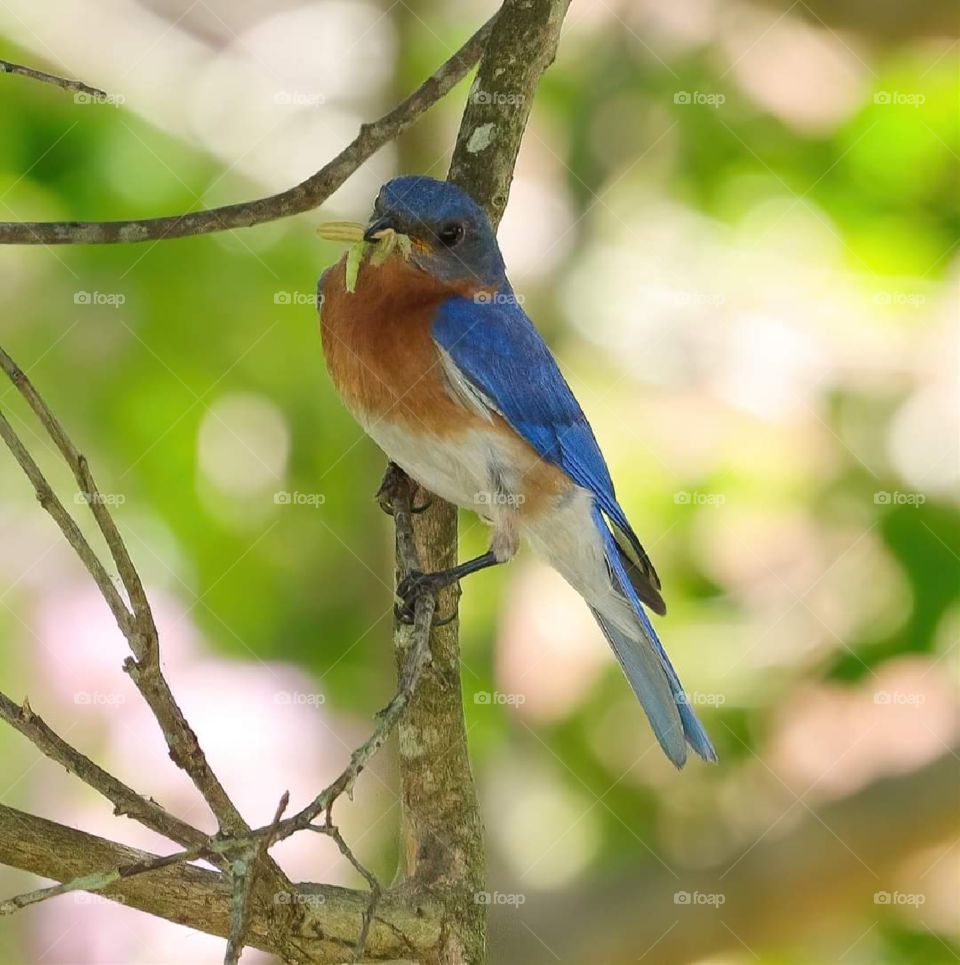 Bluebird in a Tree