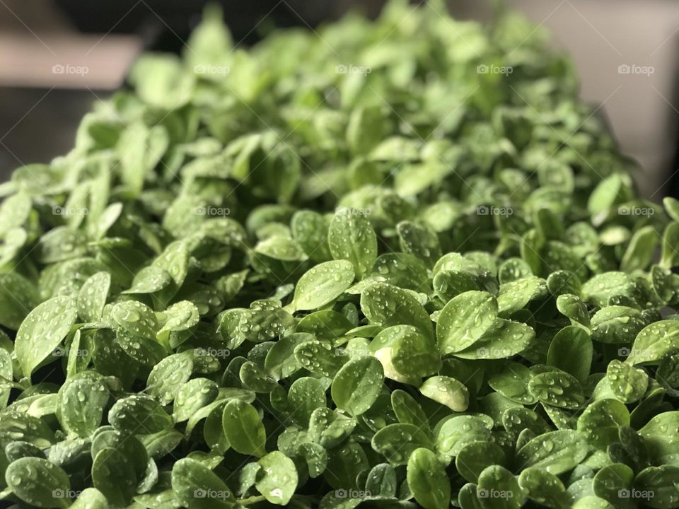 Borage microgreens