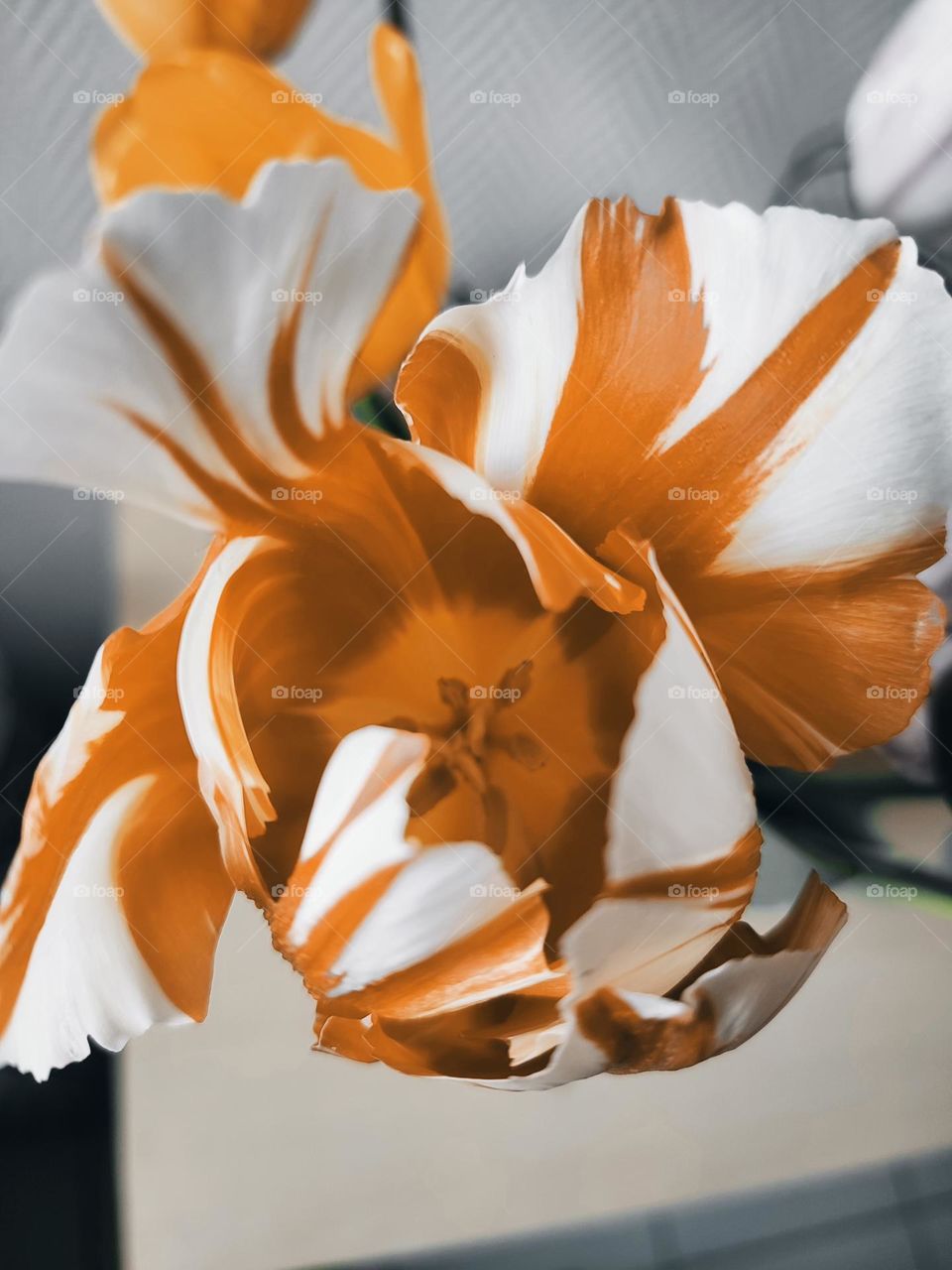 White ans orange tulip