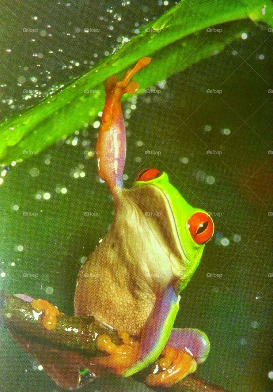 Hang in there! . One of my favorite animals at the zoo! 