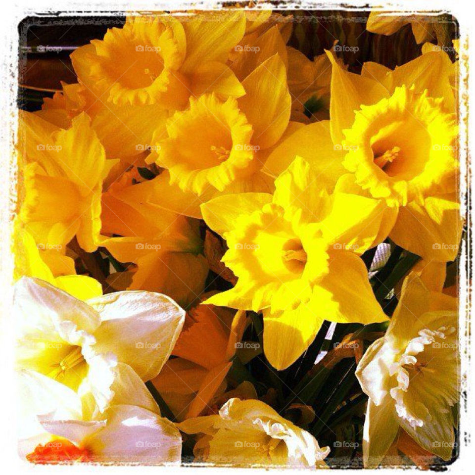 Spring daffodils shine together