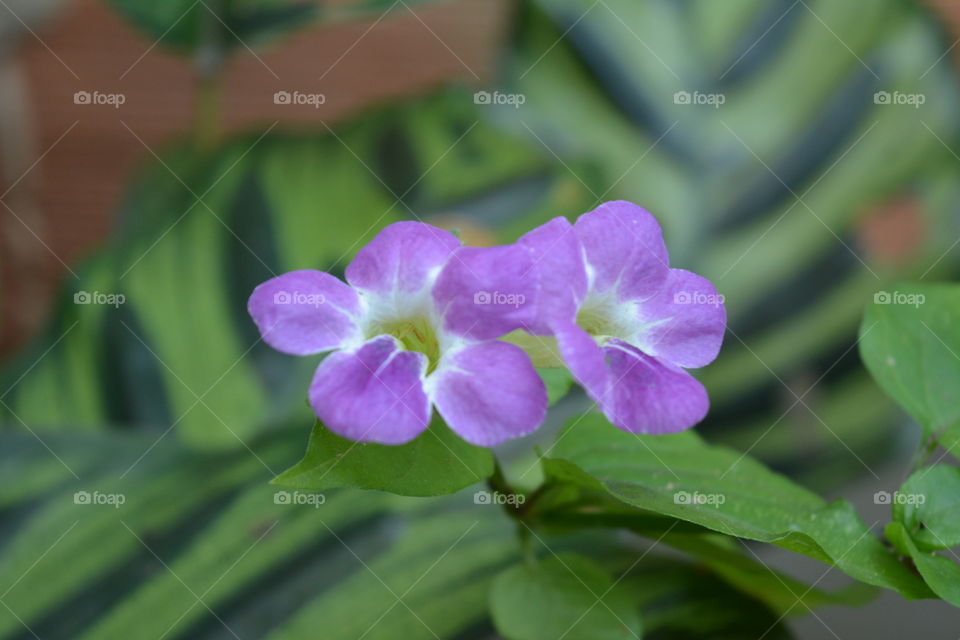 presente da mãe natureza