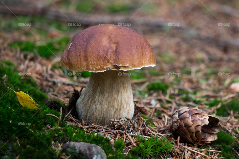 Cep mushroom growing in the forest - karljohanssvamp 