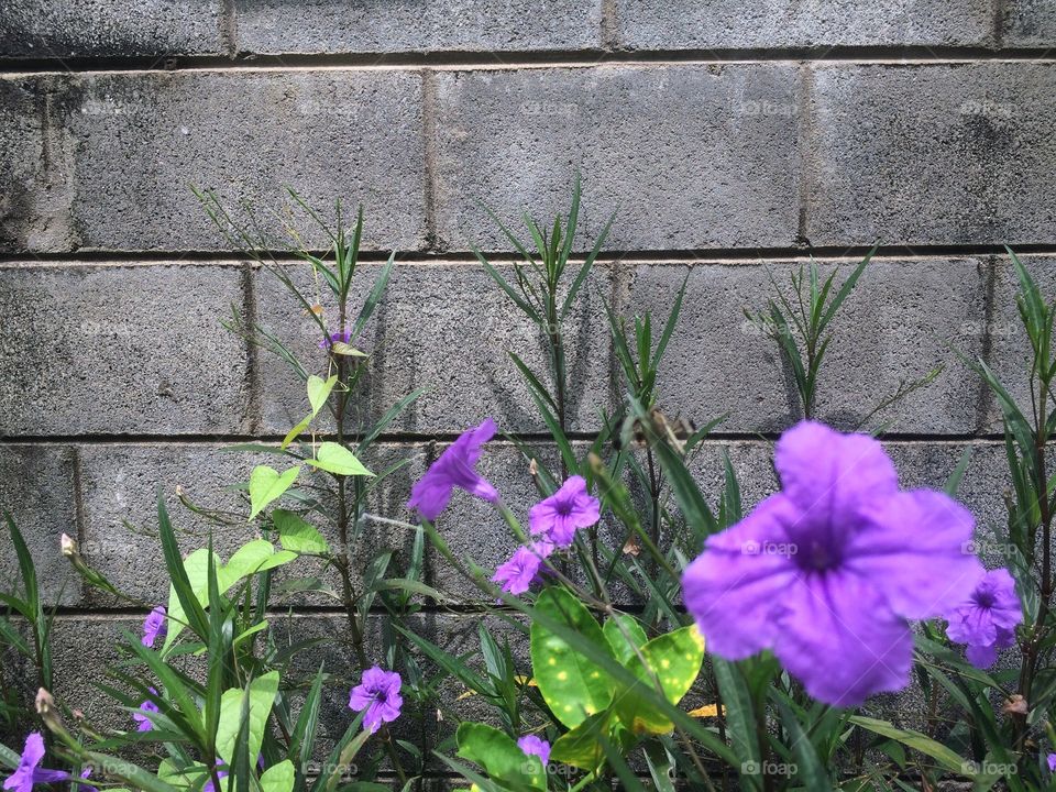 Brick wall with purple flower