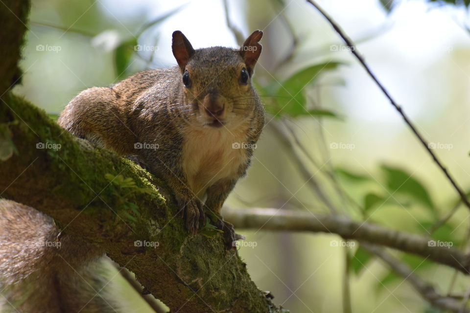 Are you looking at me? Caught this little squirrel in the tree.