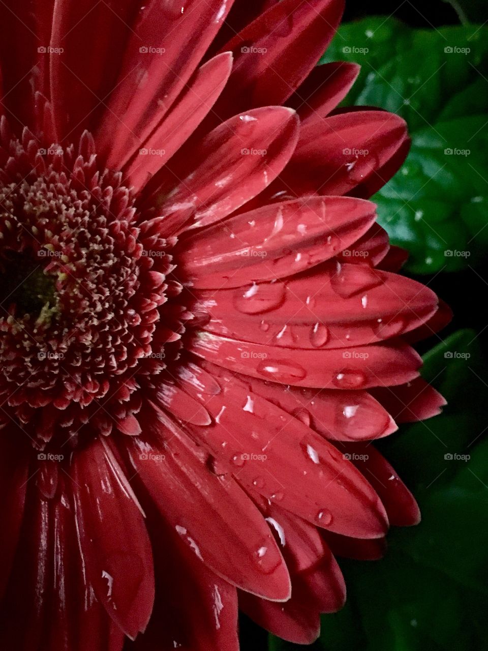 Close up flower with morning rain still lingering around. 