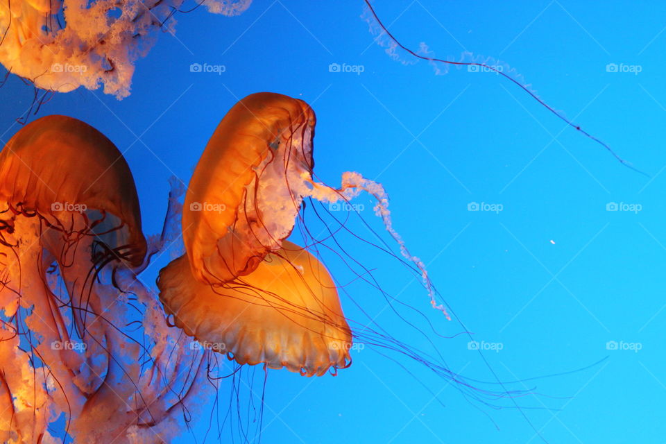 Jellyfish