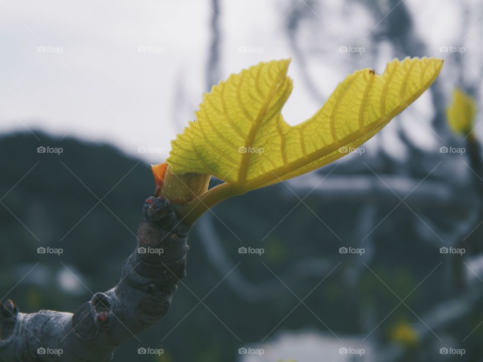 Young leaf