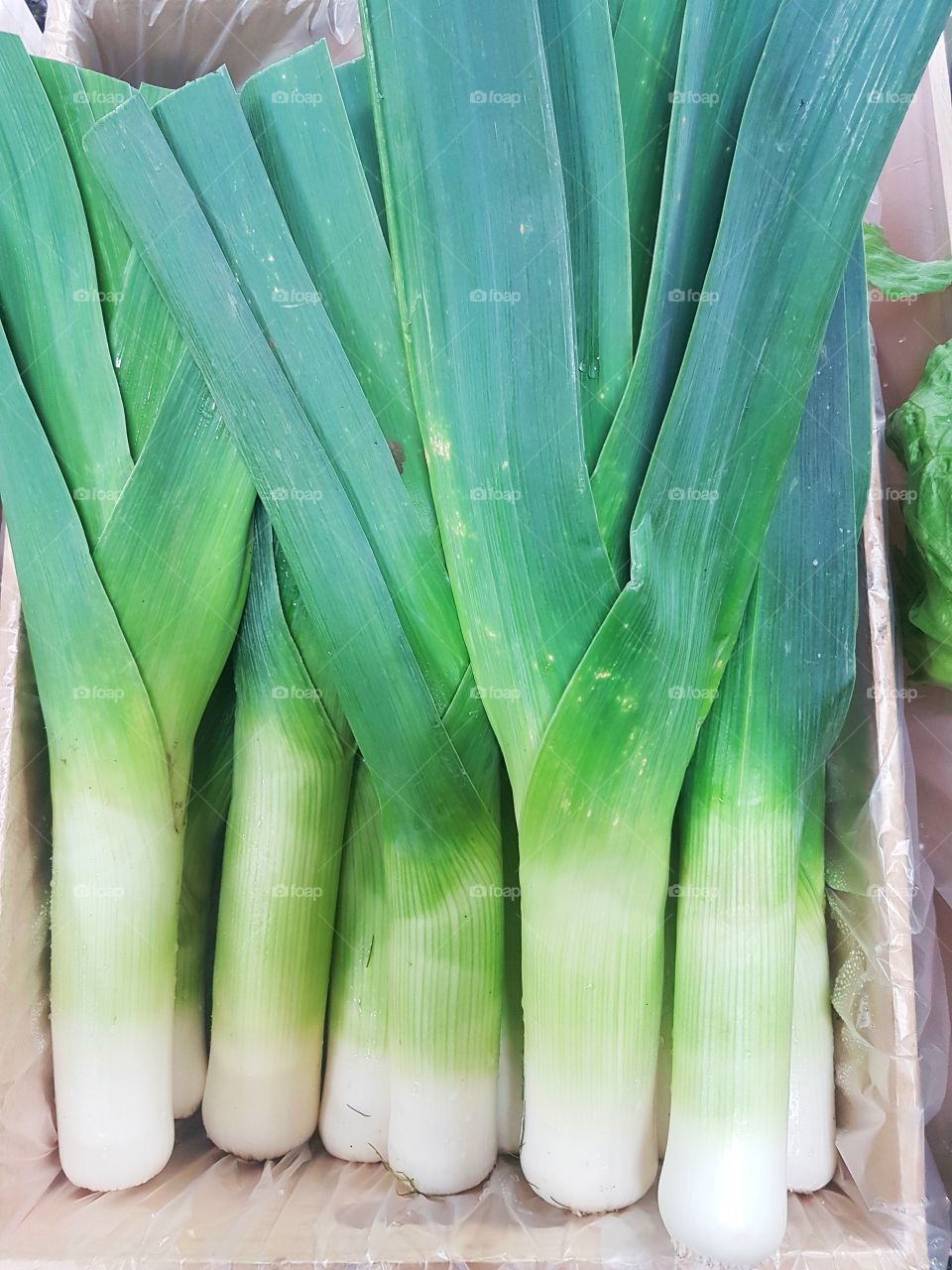 fresh Leek green vegetable