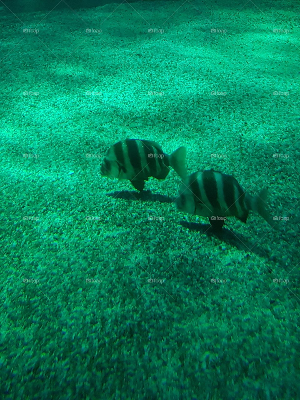 Two striped fishes swimming in aquarium