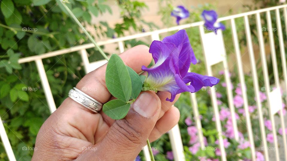 beautiful flower in hand