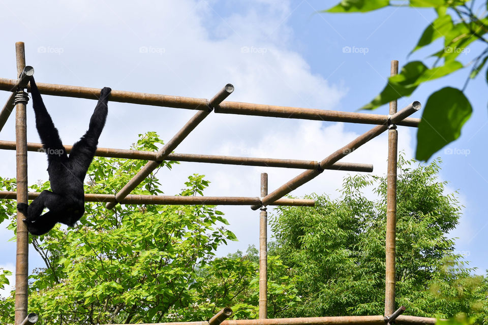 Black monkey hanging from a bamboo structure between trees outdoors