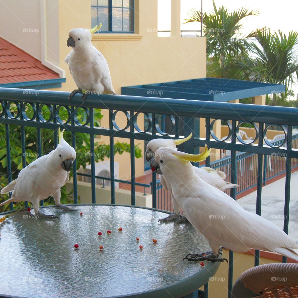 Cockatiels on balcony at Airlie Beach, Australia