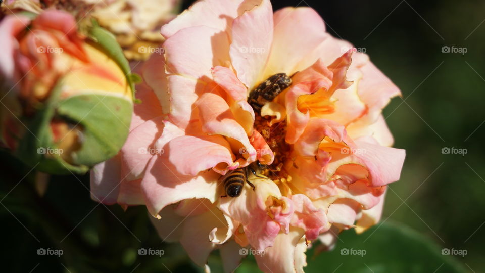 insect on rose