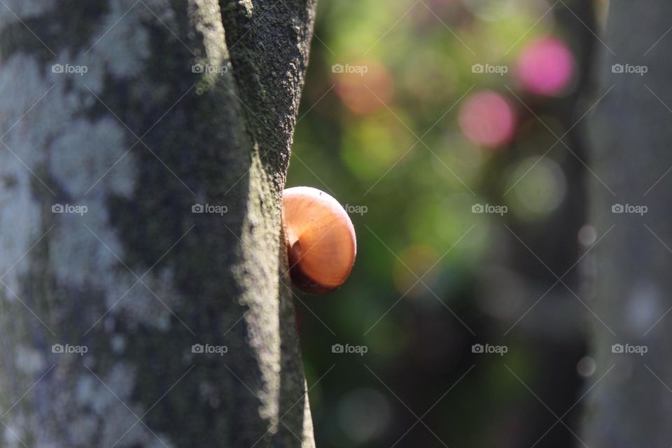 Small snail on a tree trunk close up