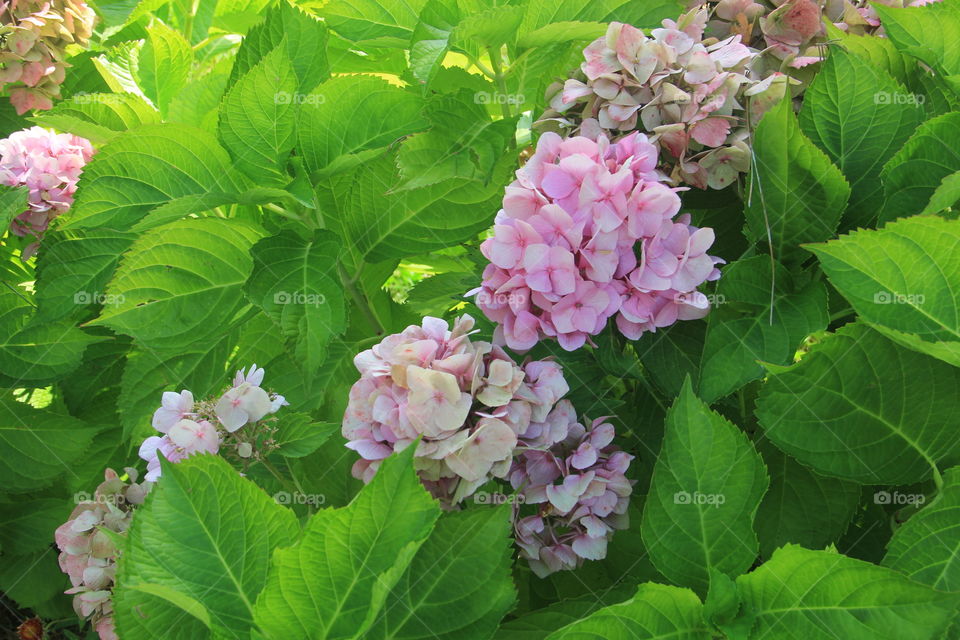 Hydrangea garden