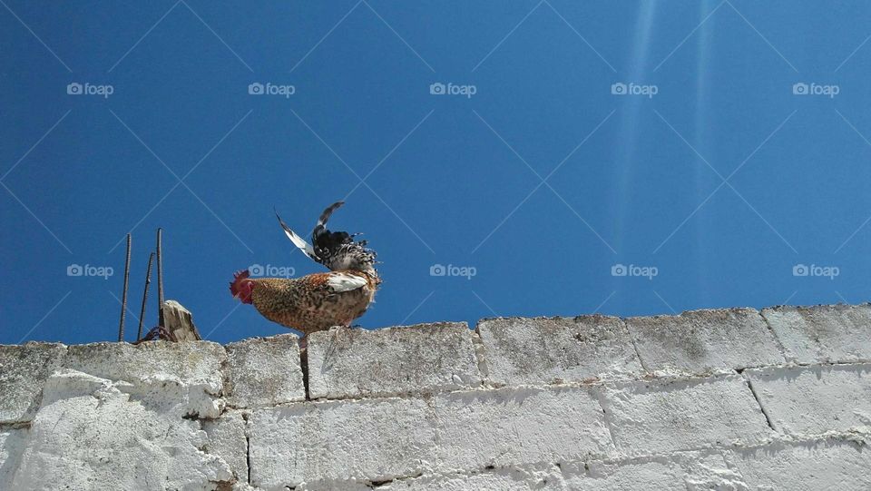 A rooster sits on the roof.