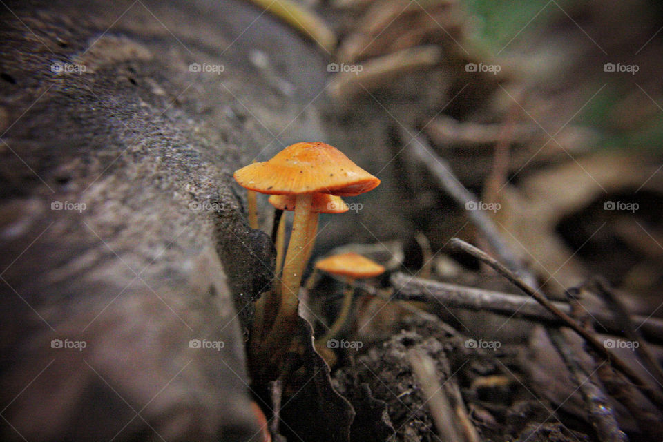 Orange fungus growing on tree stump