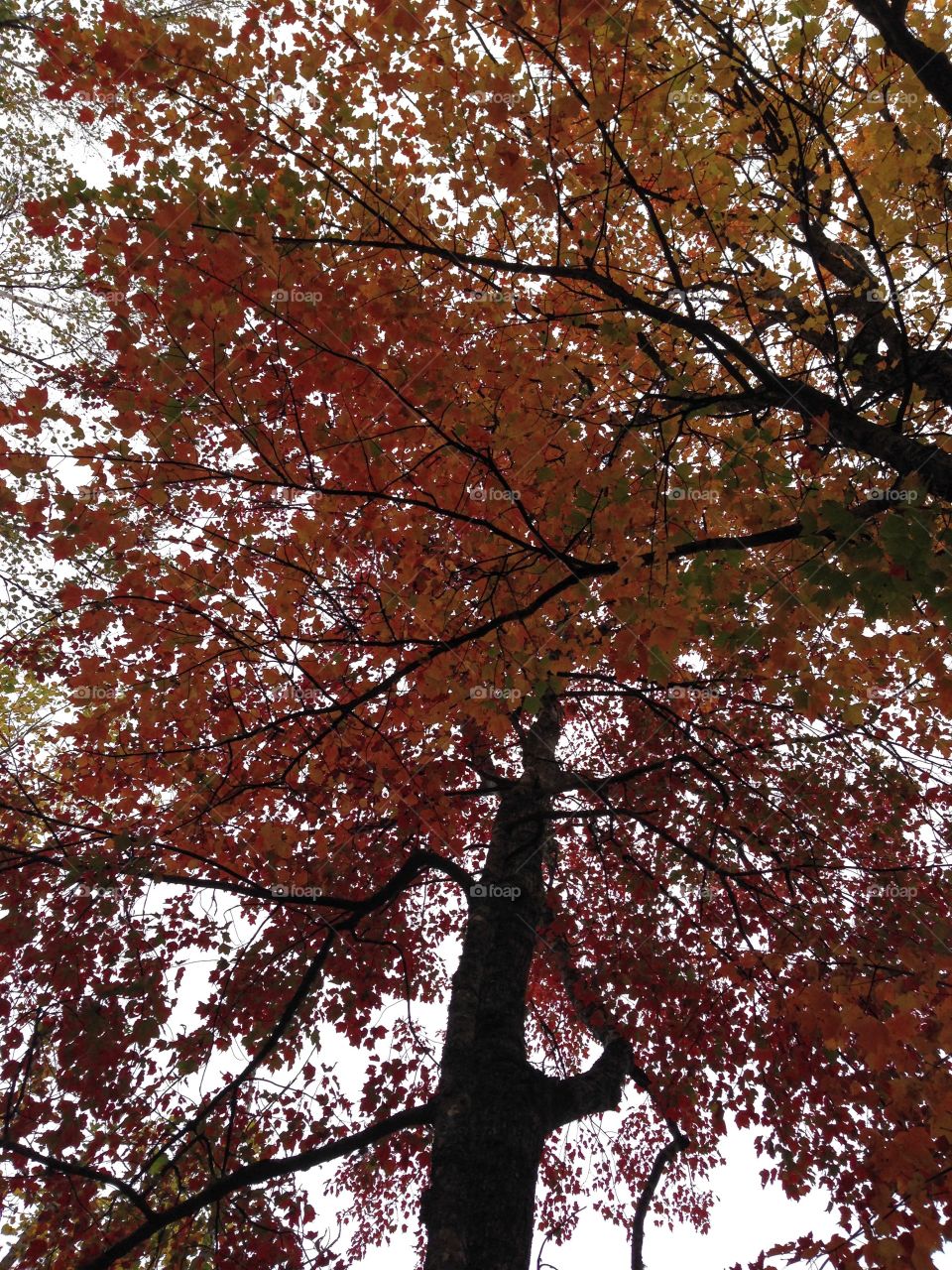 Whispering Trees 🍂