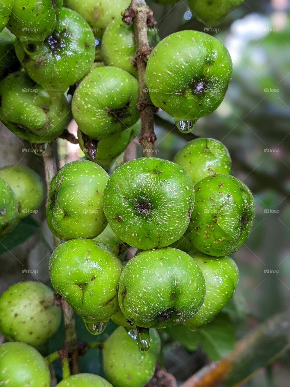 Ara fruit