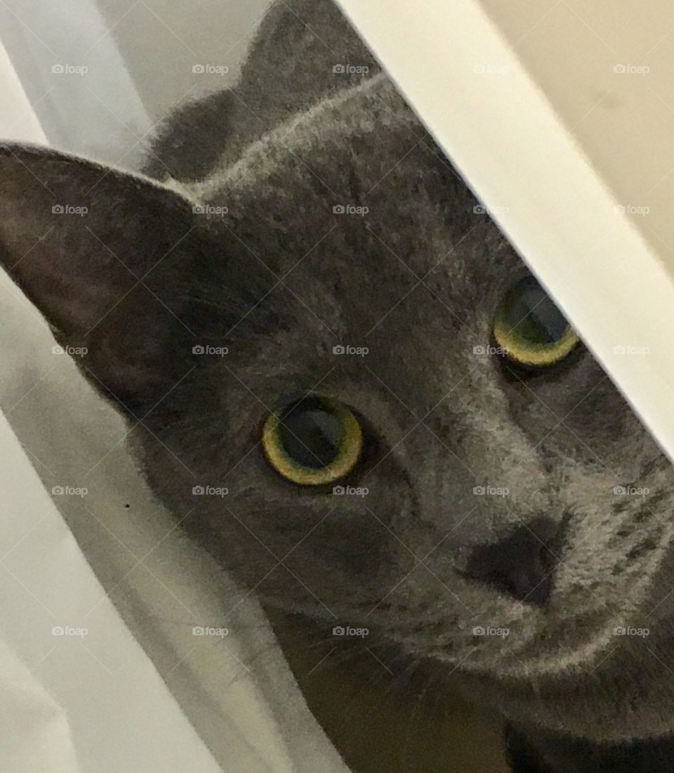 Hiding in between the shower curtain. 