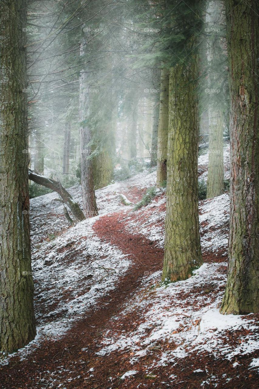 Footpath through the forest during a foggy winter day.
