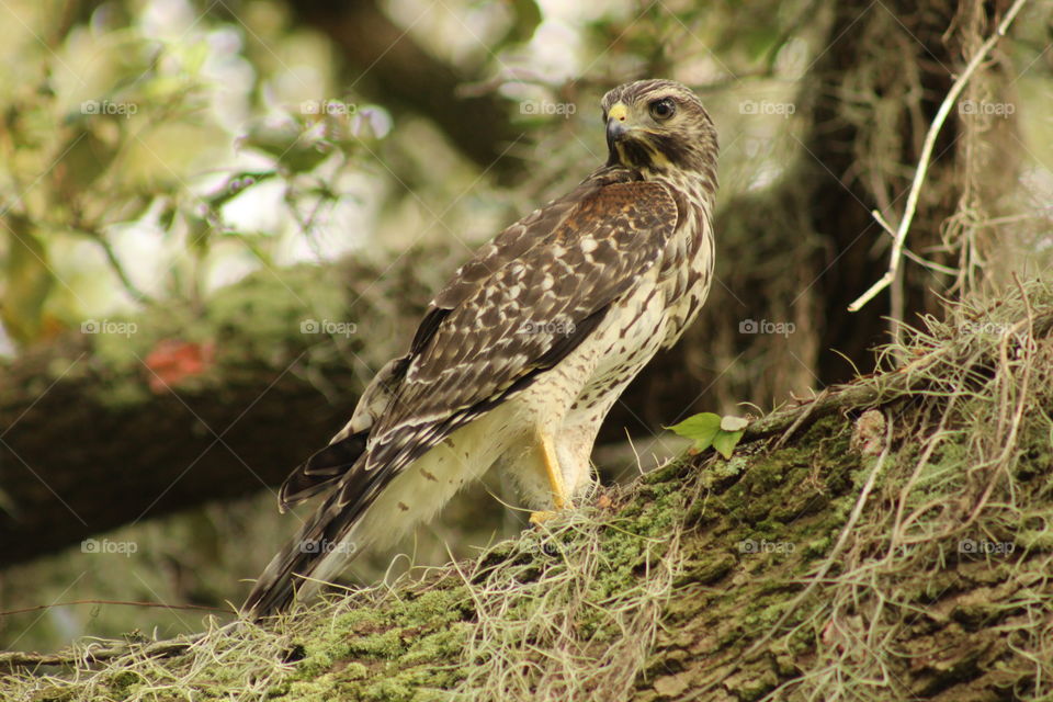 hawk in the tree