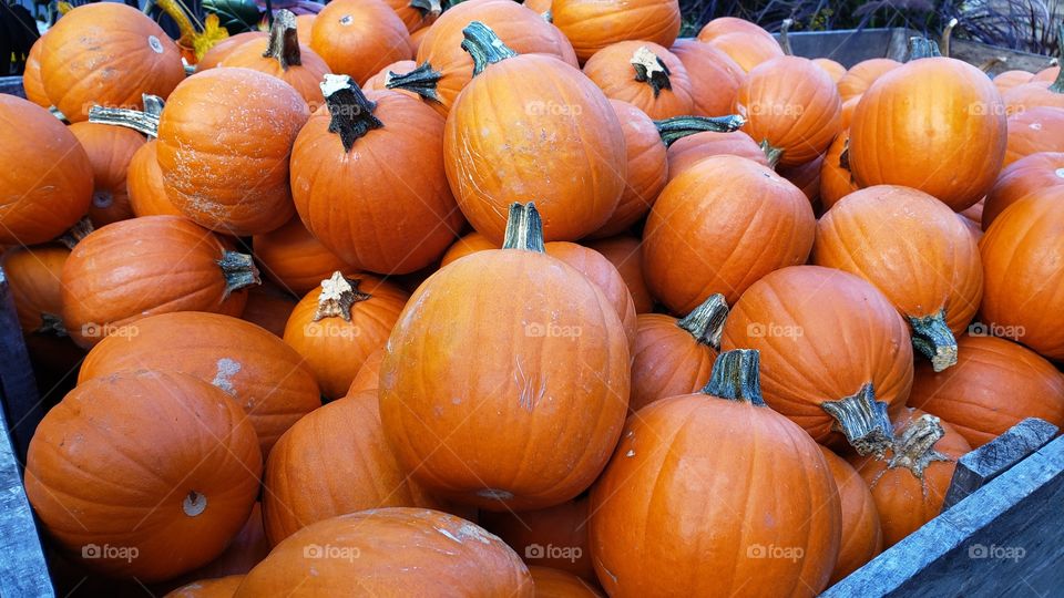 Pumpkins