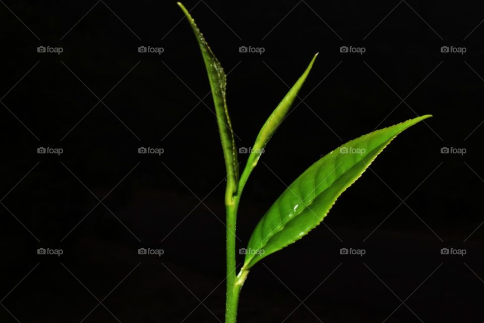 green tea tender leaves on black background